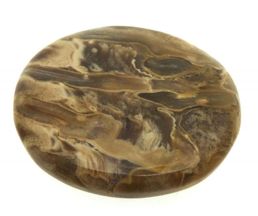 Round 33x33mm Petrified Palm Root Cabochon 20