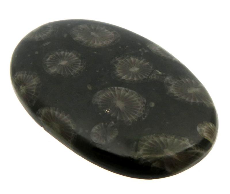 Oval 43x27mm Black Fossil Coral Cabochon 01