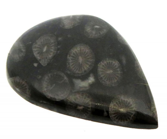 Teardrop 45x33mm Black Fossil Coral Cabochon 02