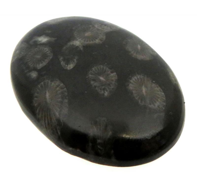 Oval 42x29mm Black Fossil Coral Cabochon 03