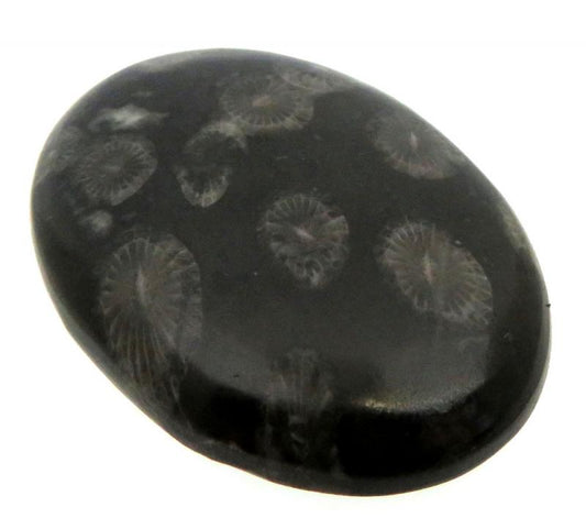 Oval 42x29mm Black Fossil Coral Cabochon 03