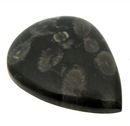 Teardrop 38x28mm Black Fossil Coral Cabochon 04