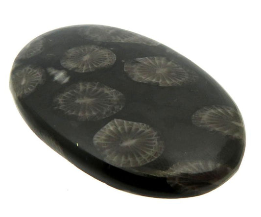 Oval 43x27mm Black Fossil Coral Cabochon 05