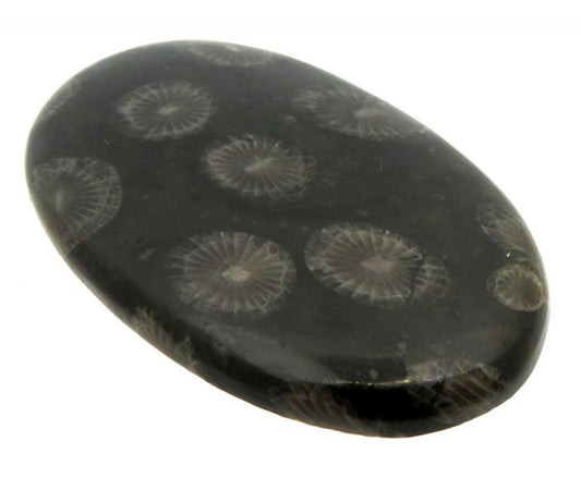 Oval 45x28mm Black Fossil Coral Cabochon 06