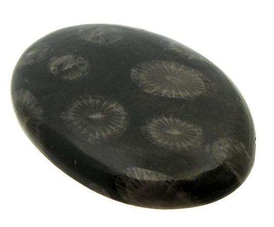 Oval 42x29mm Black Fossil Coral Cabochon 08