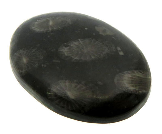 Oval 32x23mm Black Fossil Coral Cabochon 10