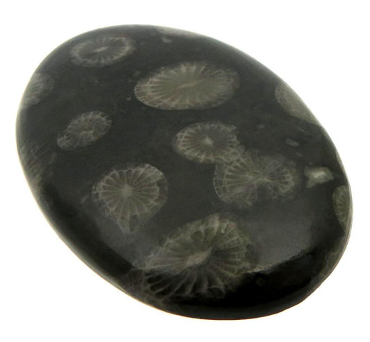 Oval 37x26mm Black Fossil Coral Cabochon 13