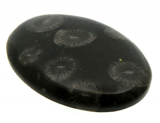 Oval 31x22mm Black Fossil Coral Cabochon 15