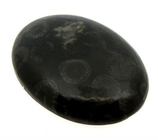 Oval 31x22mm Black Fossil Coral Cabochon 16