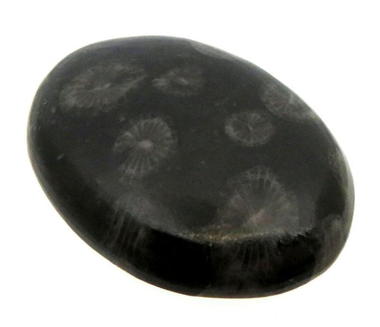 Oval 33x24mm Black Fossil Coral Cabochon 17