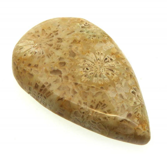 Teardrop 34x20mm Gold Fossil Coral Cabochon 01