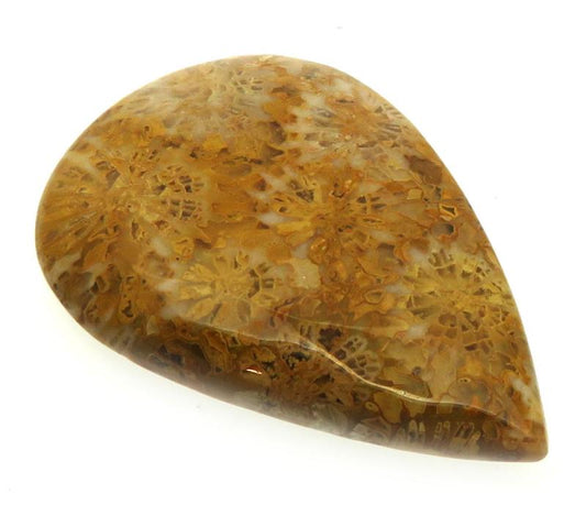 Teardrop 37x25mm Gold Fossil Coral Cabochon 10