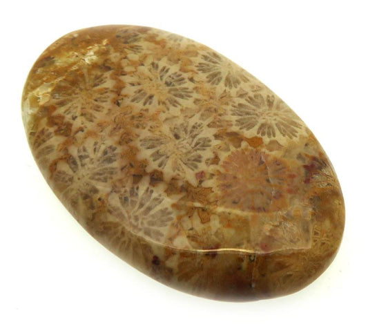 Oval 38x23mm Gold Fossil Coral Cabochon 12
