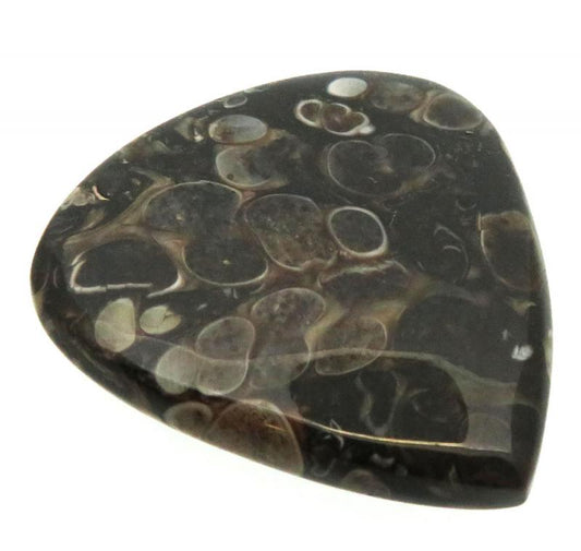 Teardrop 36x33mm Turritella Agate Cabochon 08