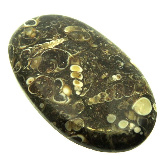 Oval 44x26mm Turritella Agate Cabochon 09