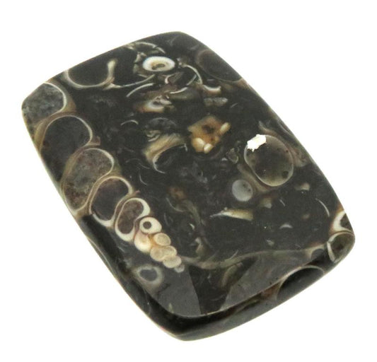 Rectangle 31x21mm Turritella Agate Cabochon 10
