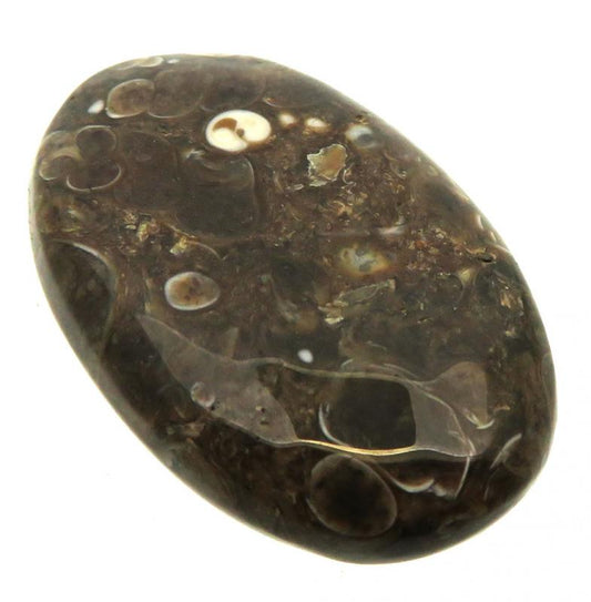 Oval 34x22mm Turritella Agate Cabochon 12