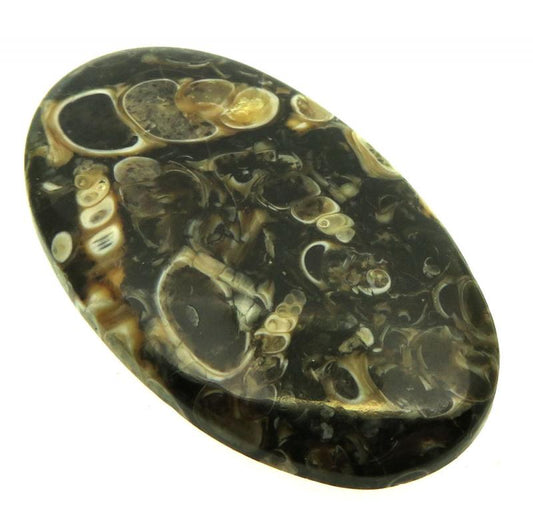 Oval 42x24mm Turritella Agate Cabochon 13