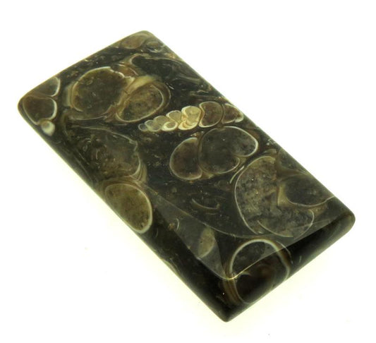 Rectangle 33x16mm Turritella Agate Cabochon 14