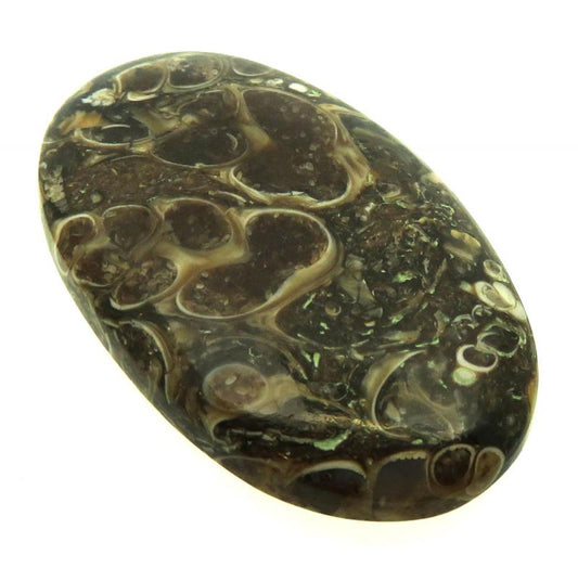 Oval 37x22mm Turritella Agate Cabochon 15