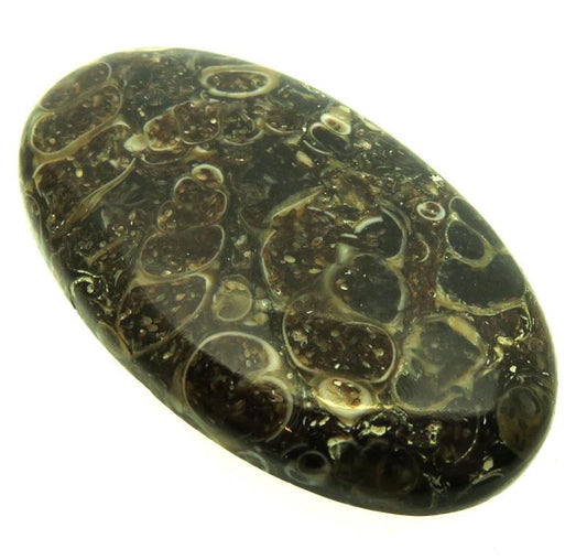 Oval 41x24mm Turritella Agate Cabochon 22