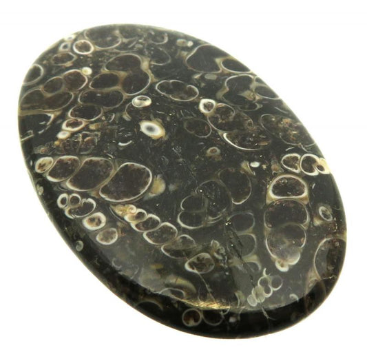 Oval 48x31mm Turritella Agate Cabochon 23