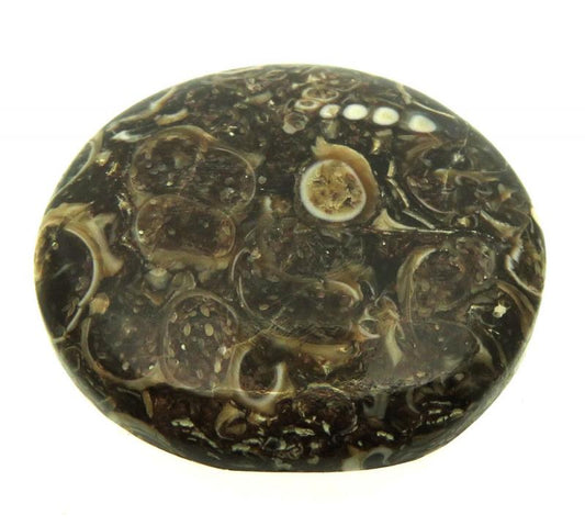 Round 28x28mm Turritella Agate Cabochon 24