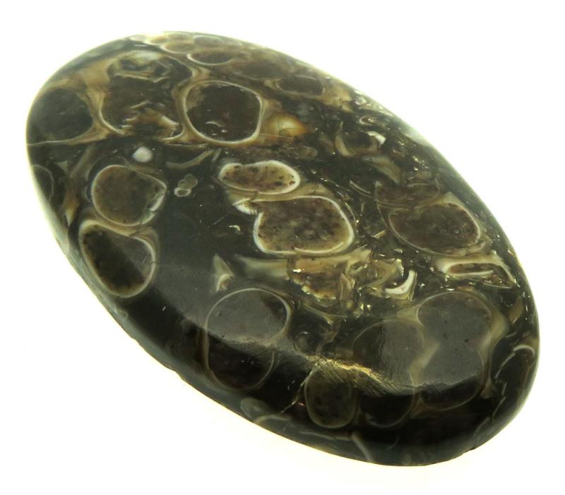 Oval 40x23mm Turritella Agate Cabochon 27