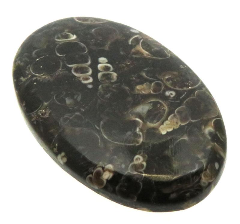 Oval 37x23mm Turritella Agate Cabochon 36
