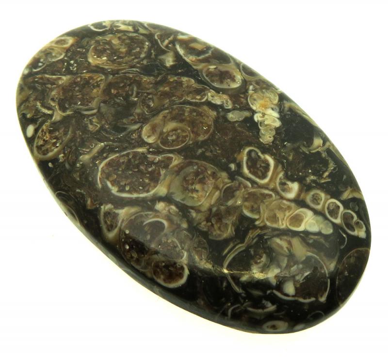 Oval 43x25mm Turritella Agate Cabochon 40