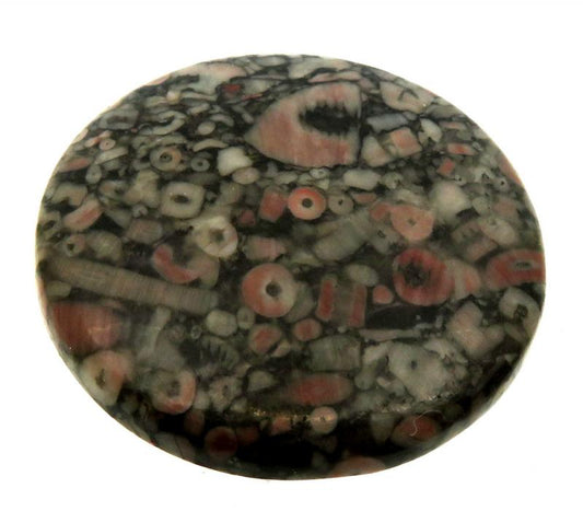 Round 38x38mm Crinoid Fossil Cabochon 01