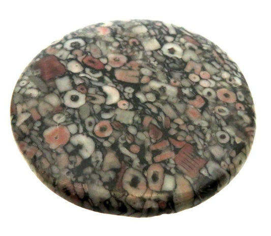 Round 48x48mm Crinoid Fossil Cabochon 03