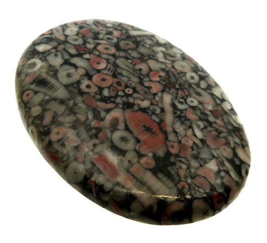 Oval 59x42mm Crinoid Fossil Cabochon 05