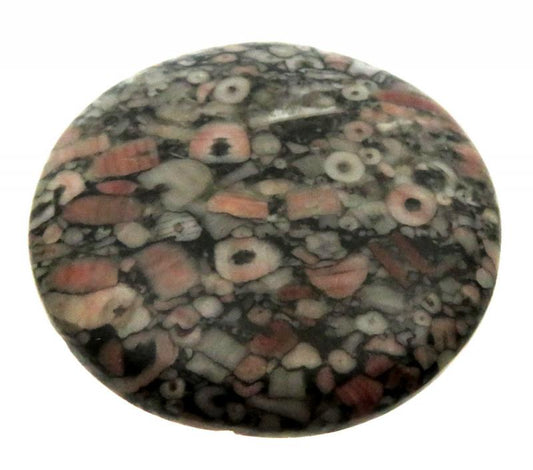 Round 39x39mm Crinoid Fossil Cabochon 06
