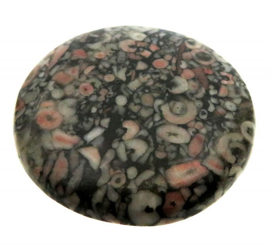 Round 41x41mm Crinoid Fossil Cabochon 08