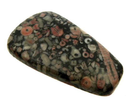 Freeform 42x24mm Crinoid Fossil Cabochon 10