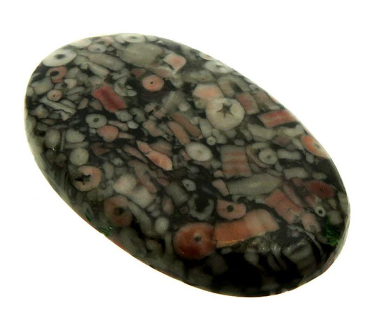 Oval 40x24mm Crinoid Fossil Cabochon 14