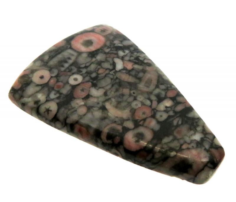 Freeform 41x27mm Crinoid Fossil Cabochon 19