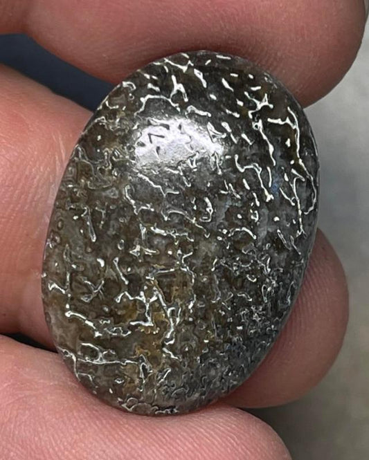Oval 26x18mm Dinosaur Bone Cabochon 01