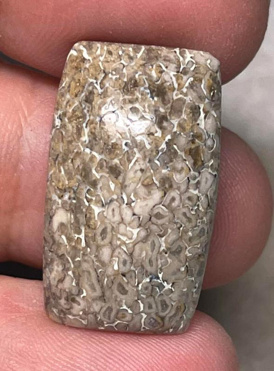 Rectangle 25x15mm Dinosaur Bone Cabochon 02