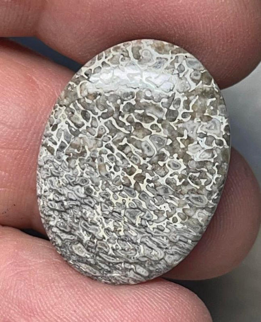 Oval 25x19mm Dinosaur Bone Cabochon 03