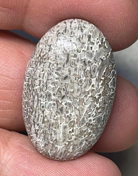 Oval 28x18mm Dinosaur Bone Cabochon 05