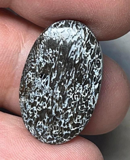 Oval 23x14mm Dinosaur Bone Cabochon 06