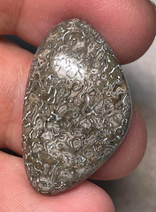 Freeform 30x18mm Dinosaur Bone Cabochon 08