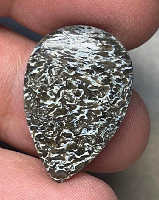 Teardrop 25x17mm Dinosaur Bone Cabochon 09