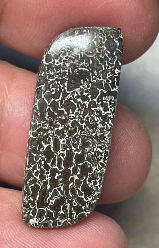 Freeform 31x12mm Dinosaur Bone Cabochon 14