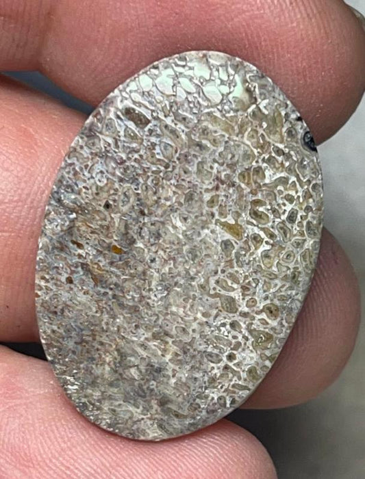 Oval 29x20mm Dinosaur Bone Cabochon 17