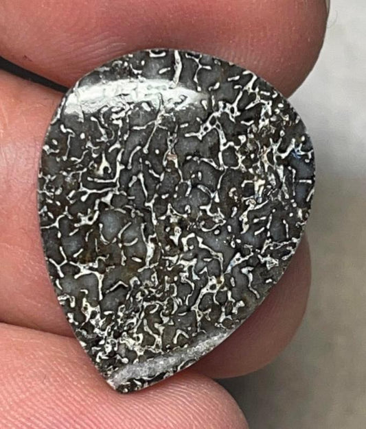 Teardrop 24x19mm Dinosaur Bone Cabochon 19