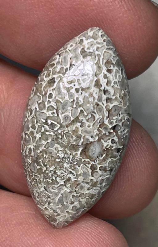 Marquise 29x15mm Dinosaur Bone Cabochon 23
