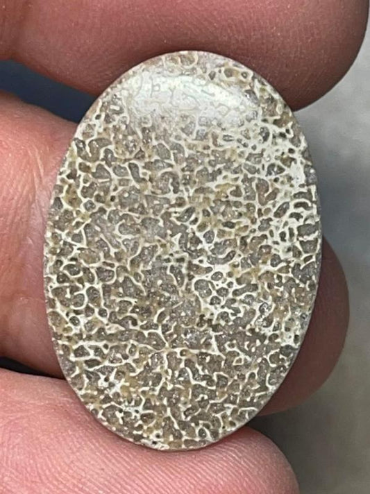 Oval 27x19mm Dinosaur Bone Cabochon 25